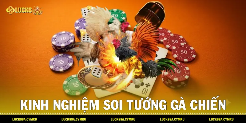 Kinh nghiệm soi tướng gà chiến và chiến thuật cược Đá gà luck8 hiệu quả cùng Luck8